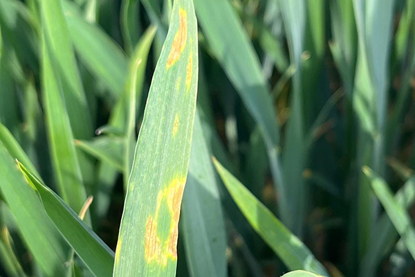 Hvedeblad med septoria